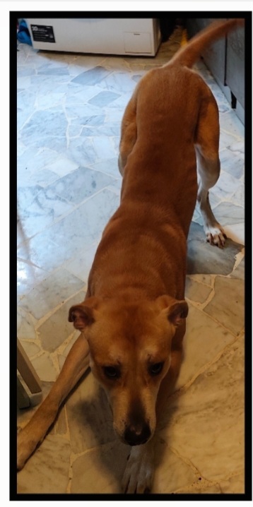 Ares 2anni DEVE TROVARE ALTRA CASA O STALLO SUPER URGENTE! MILANO LORENTEGGIO