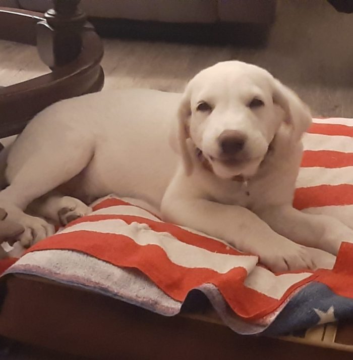 Cocca sui 4mesi simil Labrador,fratello adottato,SOS CASA CAGLIARI