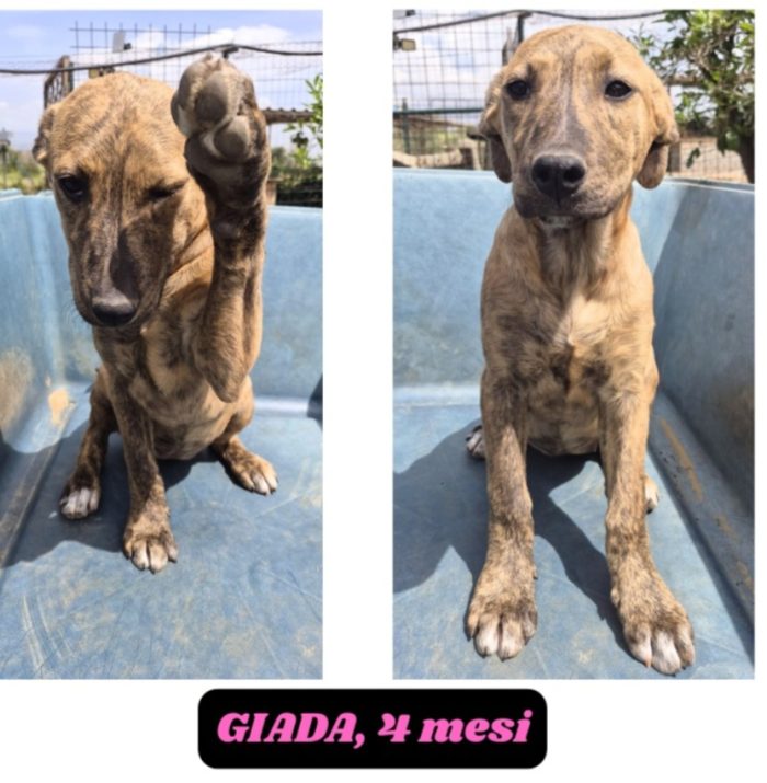 Maschio 5mesi e1/2 e femmina 7mesi tigrata tg media rimasti senza bessuna richiesta. CATANIA