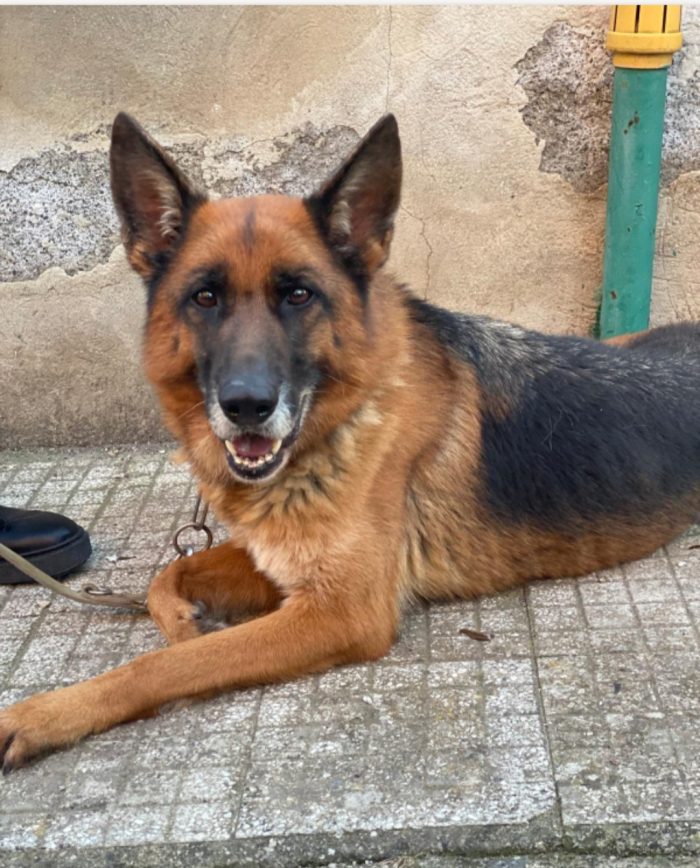 Mia Pastore Tedesco 5anni e 1/2 ubbidiente,educata,RIMASTA SOLA! MESSINA