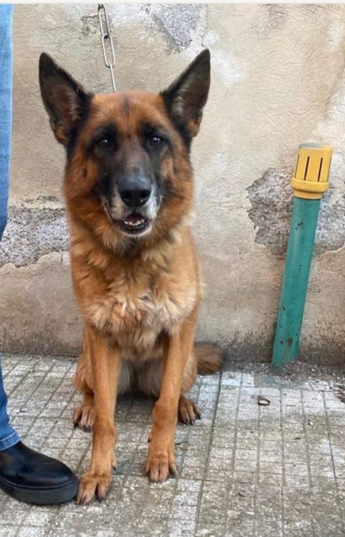 Mia Pastore Tedesco 5anni e 1/2 ubbidiente,educata,RIMASTA SOLA! MESSINA