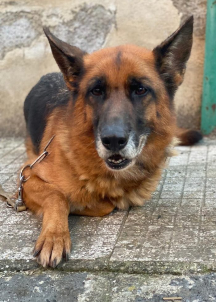 Mia Pastore Tedesco 5anni e 1/2 ubbidiente,educata,RIMASTA SOLA! MESSINA