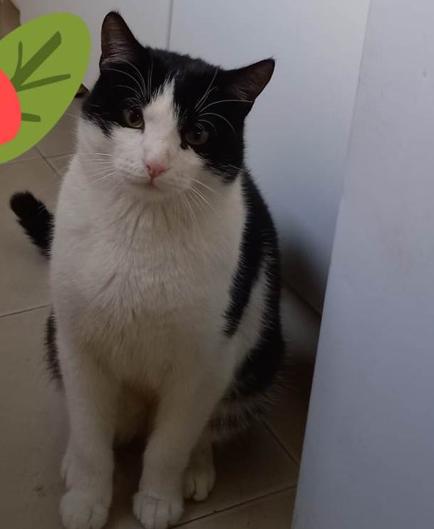 Boris bel gattone affettuoso e coccolone