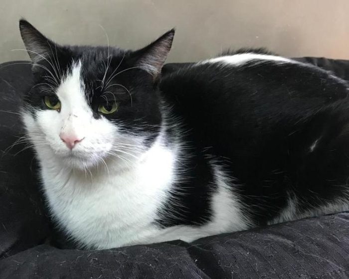 Boris bel gattone affettuoso e coccolone