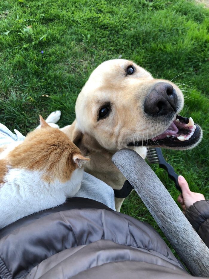 Bologna, Labrador puro, 7 anni