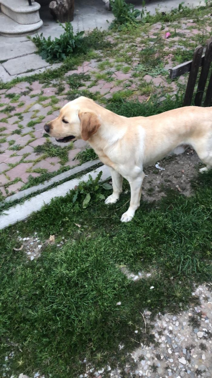 Bologna, Labrador puro, 7 anni