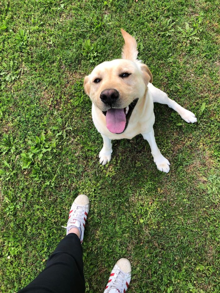 Bologna, Labrador puro, 7 anni