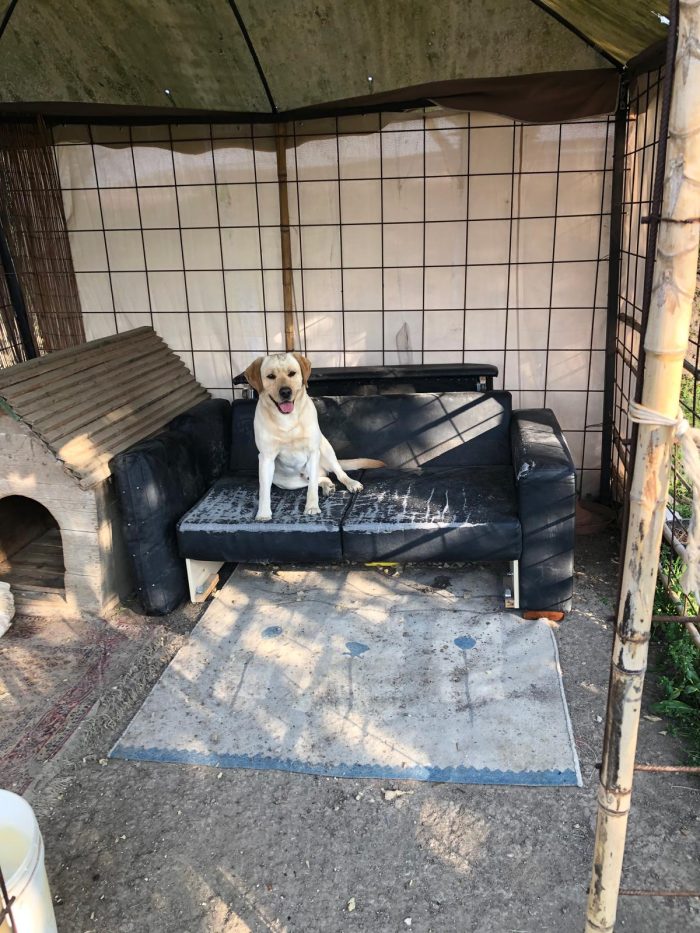 Bologna, Labrador puro, 7 anni - media 5