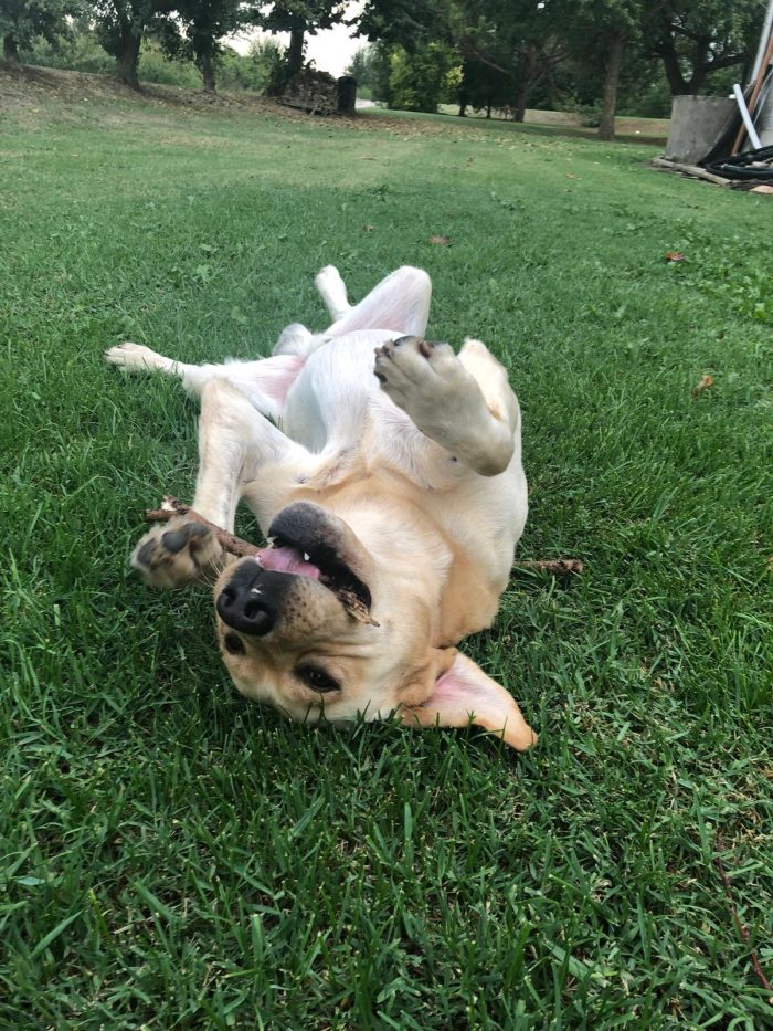 Bologna, Labrador puro, 7 anni - media 4