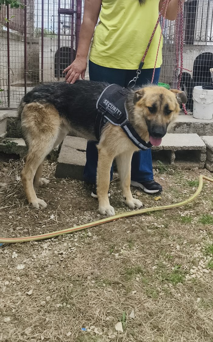 Una famiglia paziente per Tom cucciolone in adozione