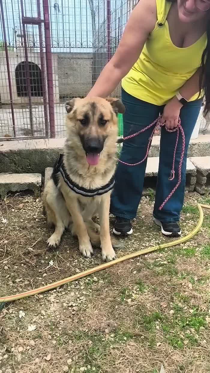 Una famiglia paziente per Tom cucciolone in adozione - media 9