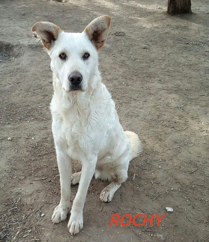 Rocky, cagnolone bianco, taglia media!