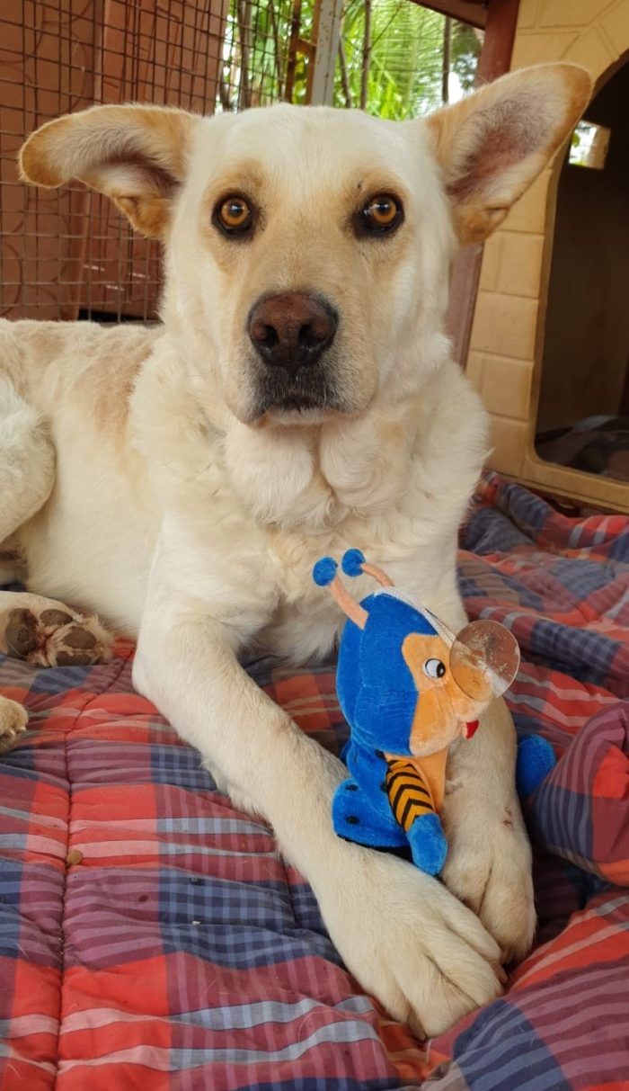Rocky, cagnolone bianco, taglia media!