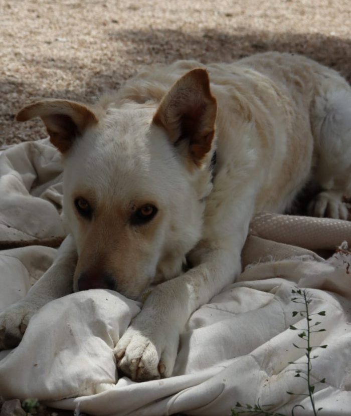 Rocky, cagnolone bianco, taglia media!