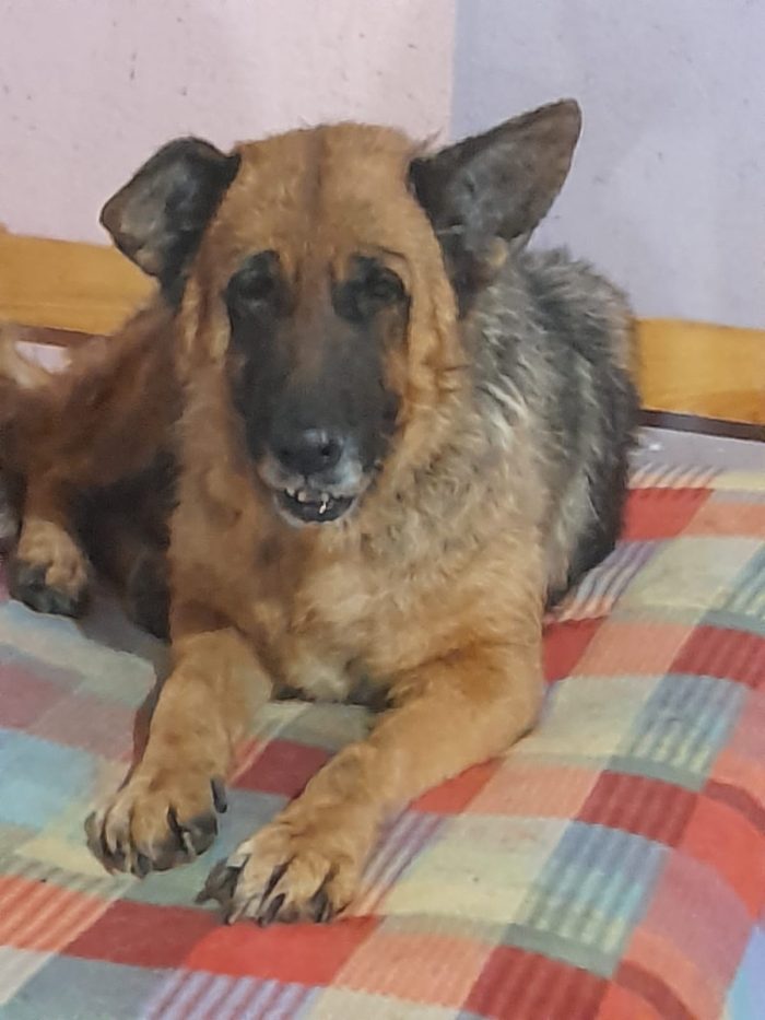 Graziella, lupacchiotta dagli occhi tristi - media 7