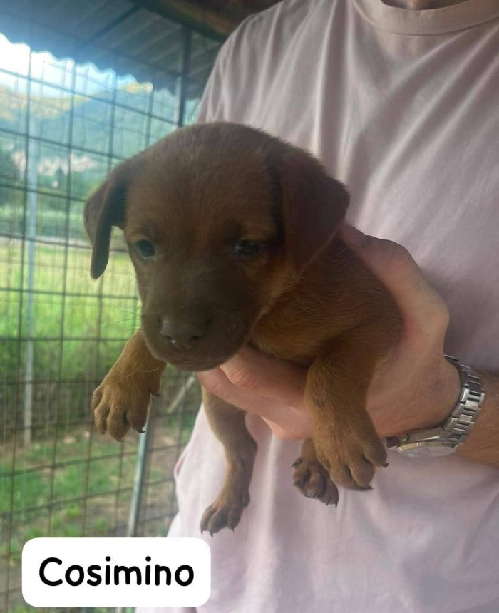 Cosimino cucciolo