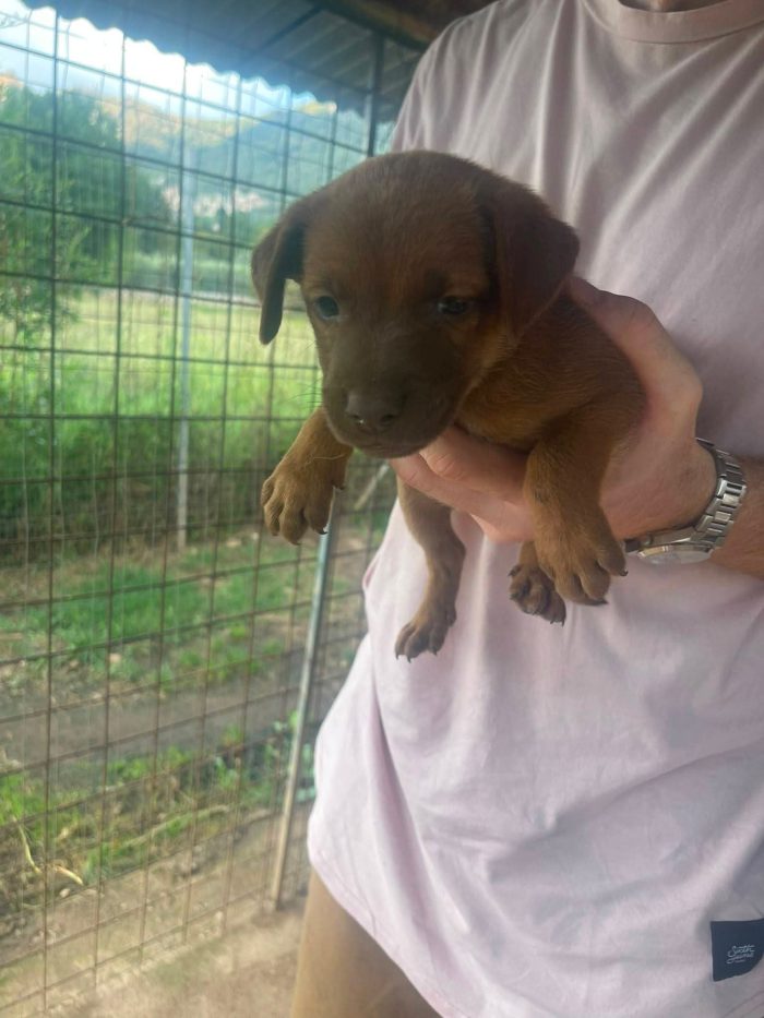 Cosimino cucciolo