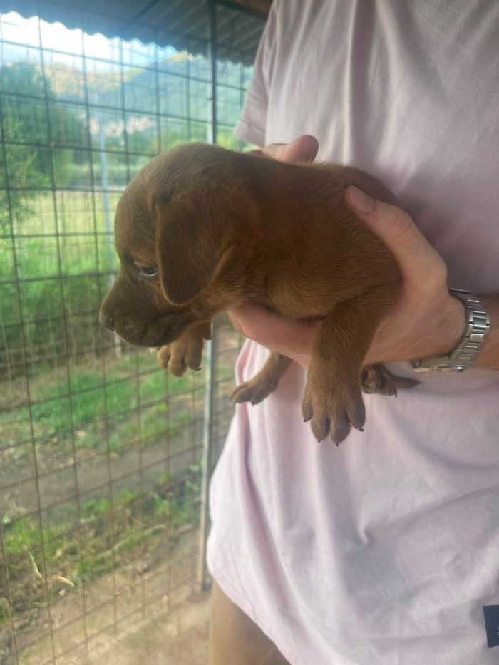 Cosimino cucciolo
