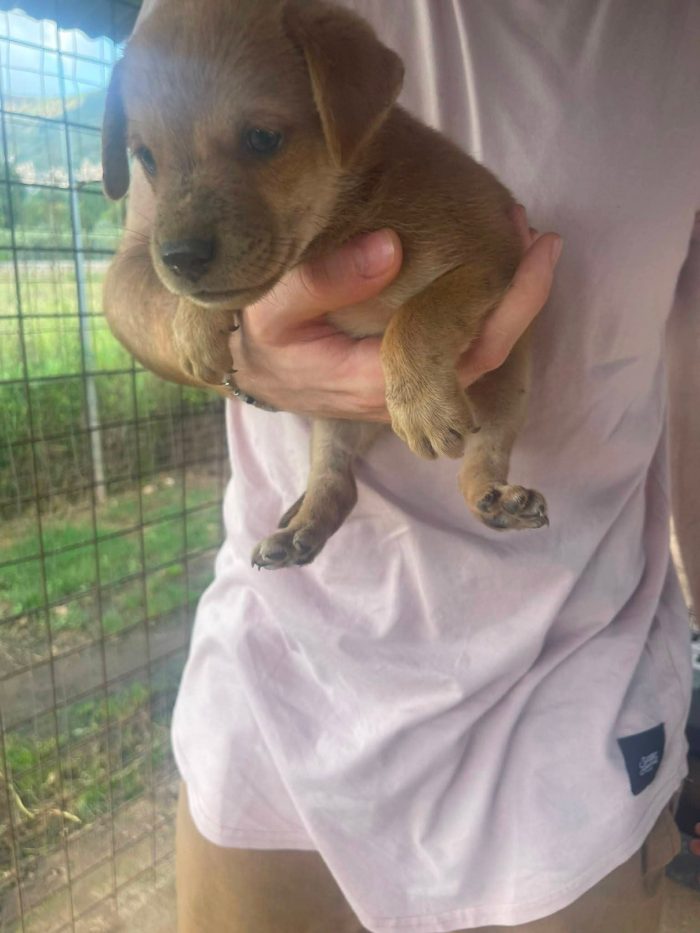 Romeo cucciolo