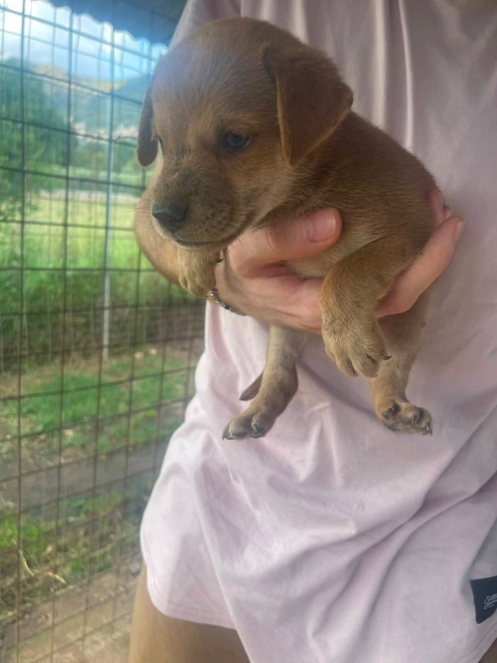 Romeo cucciolo