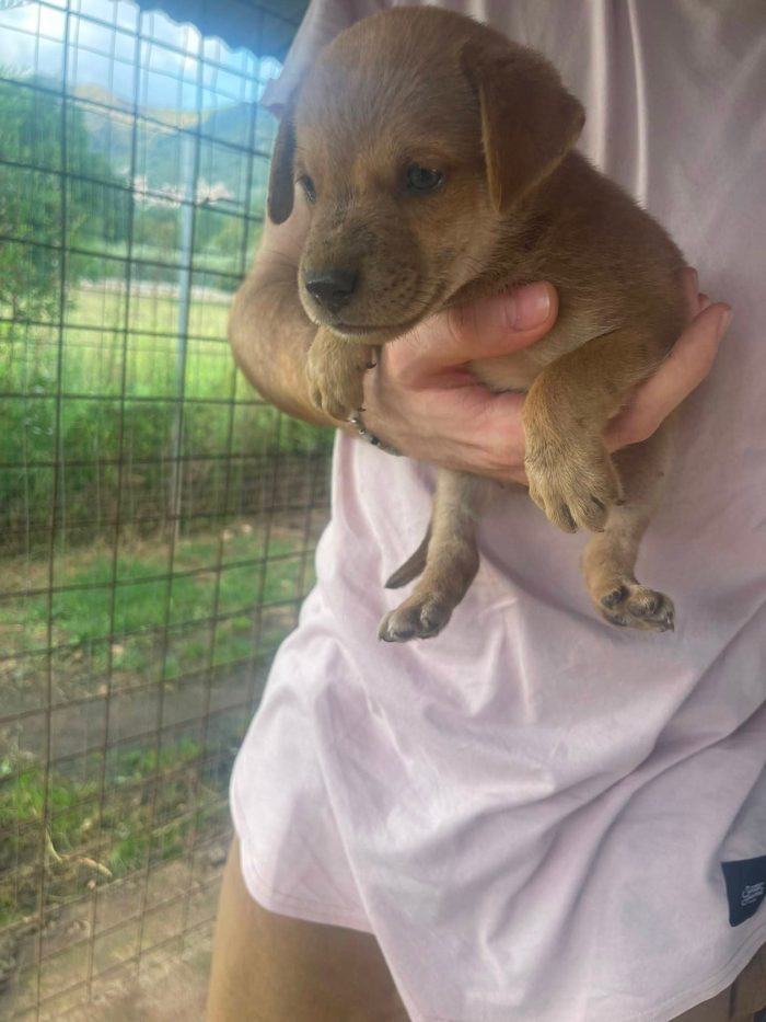 Romeo cucciolo