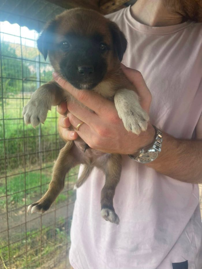 Ughetto cucciolo