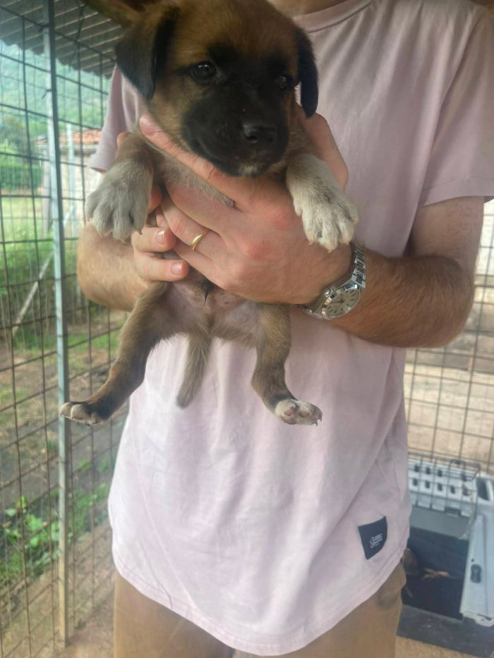 Ughetto cucciolo