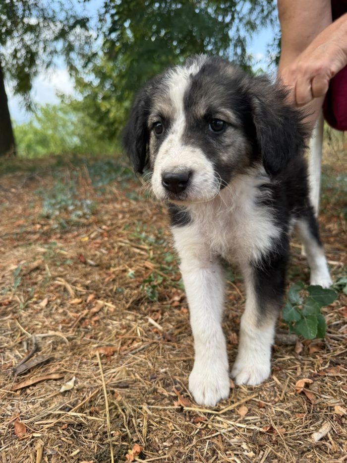 Teseo splendido dolce cucciolo cerca casa