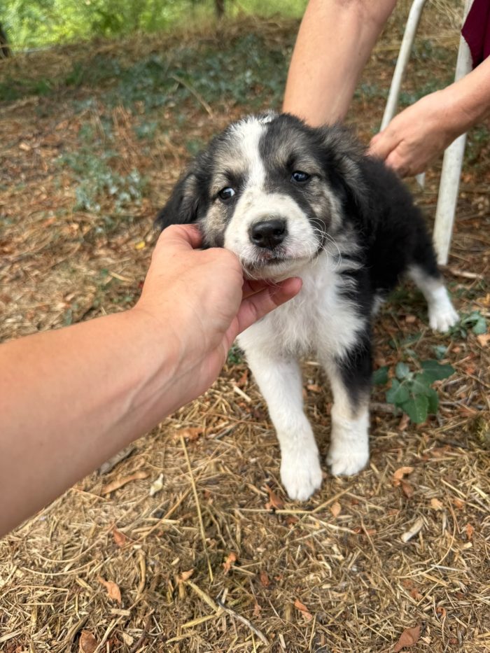Teseo splendido dolce cucciolo cerca casa