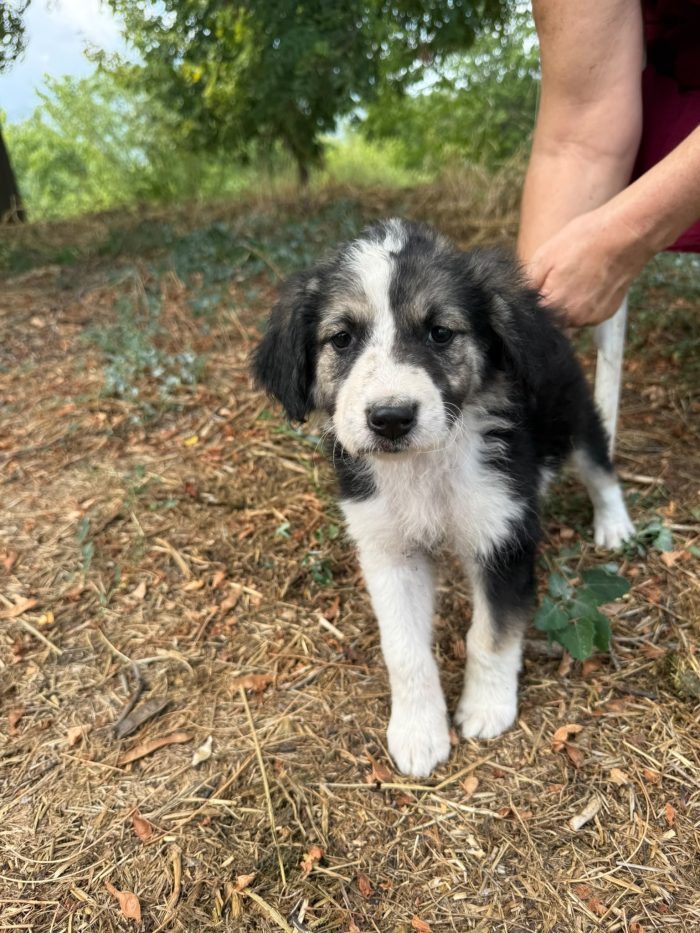 Teseo splendido dolce cucciolo cerca casa