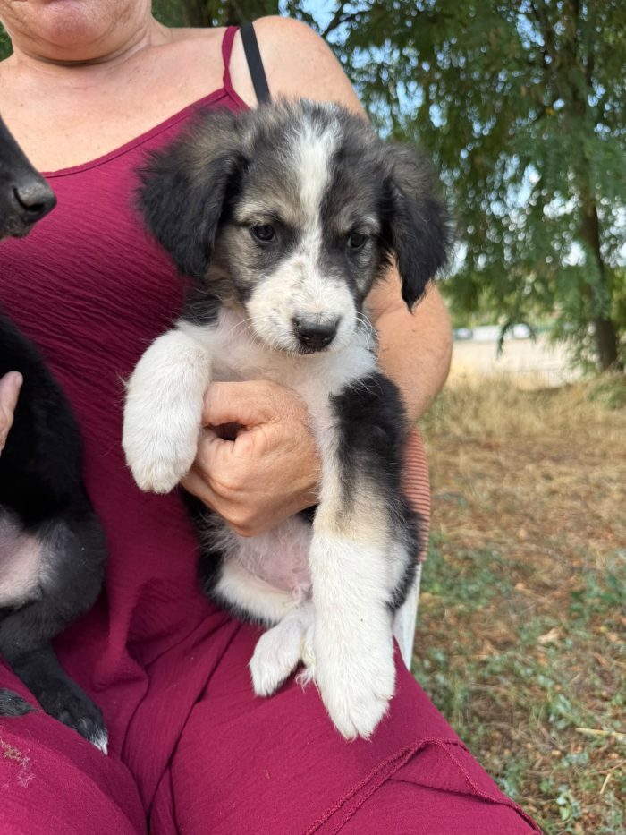 Teseo splendido dolce cucciolo cerca casa - media 6