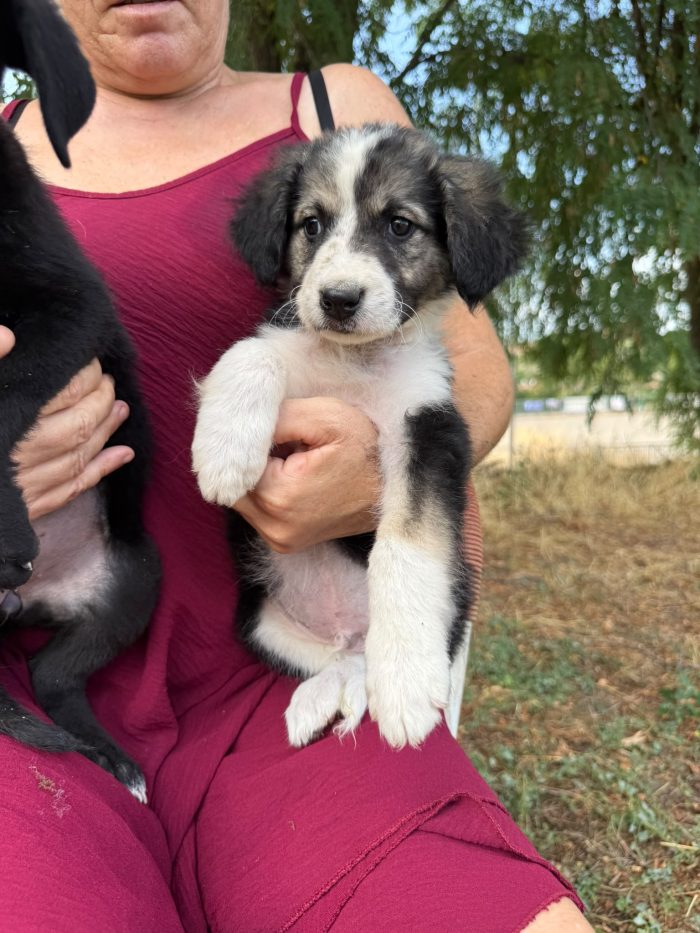 Teseo splendido dolce cucciolo cerca casa - media 7