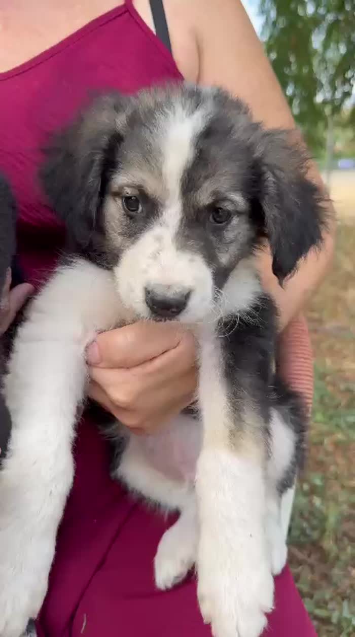 Teseo splendido dolce cucciolo cerca casa - media 9