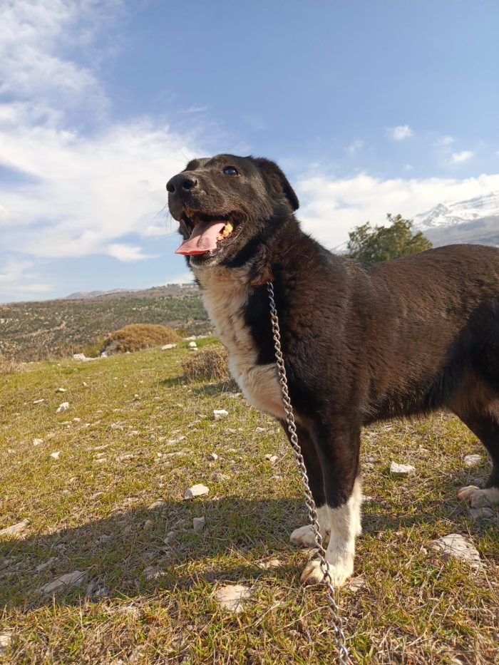 Windy, splendida ed equilibrata simil labrador
