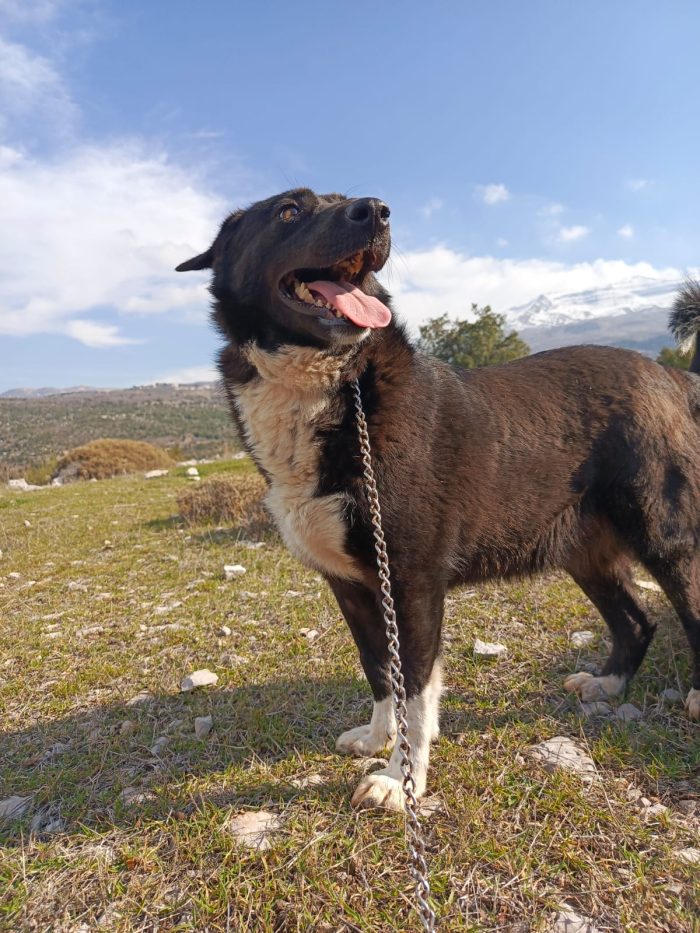 Windy, splendida ed equilibrata simil labrador