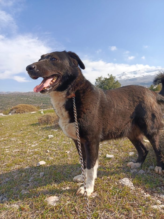 Windy, splendida ed equilibrata simil labrador