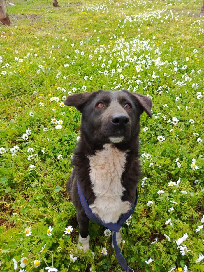 Windy, splendida ed equilibrata simil labrador - media 4