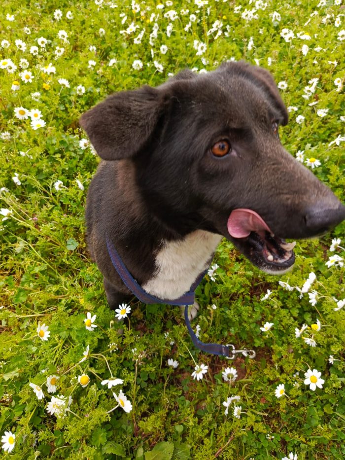 Windy, splendida ed equilibrata simil labrador - media 5