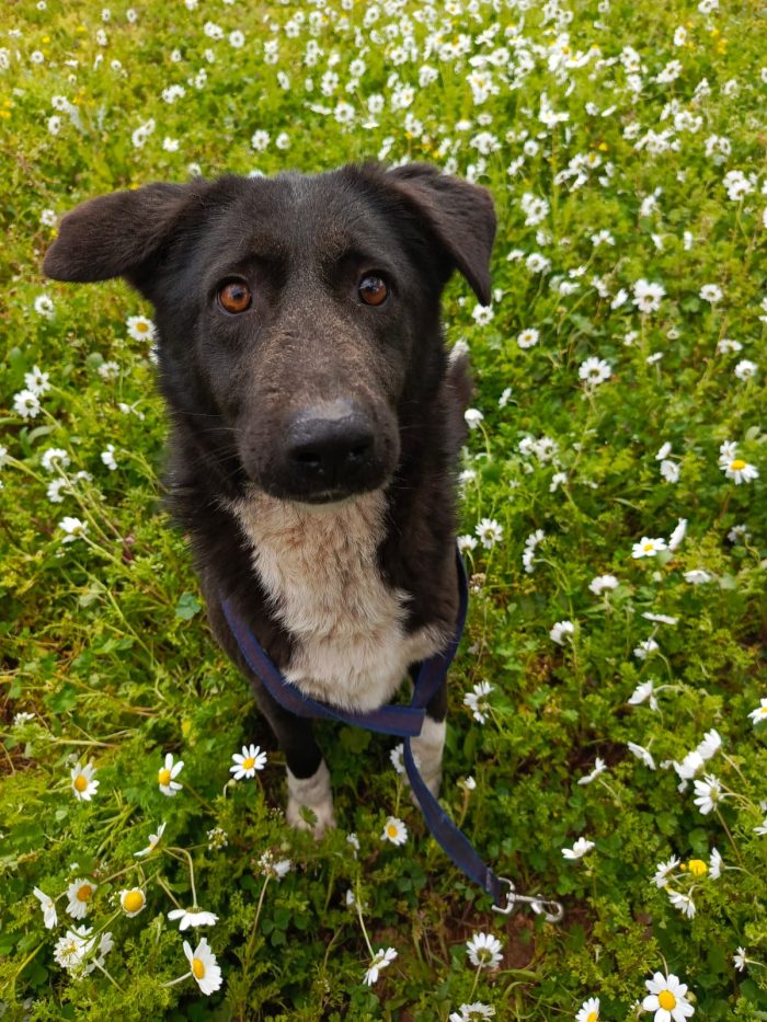 Windy, splendida ed equilibrata simil labrador - media 6