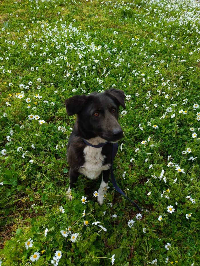 Windy, splendida ed equilibrata simil labrador - media 7