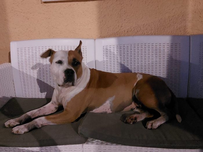 Smarrita Kira a Lido Presepe di Torchiarolo