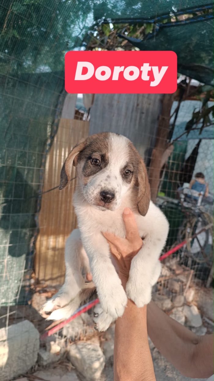 4 cuccioli taglia L