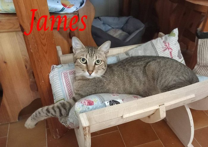 JAMES dolce micio in adozione!