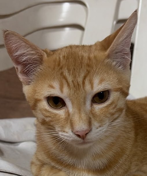 KIMBA, leoncino spettacolare