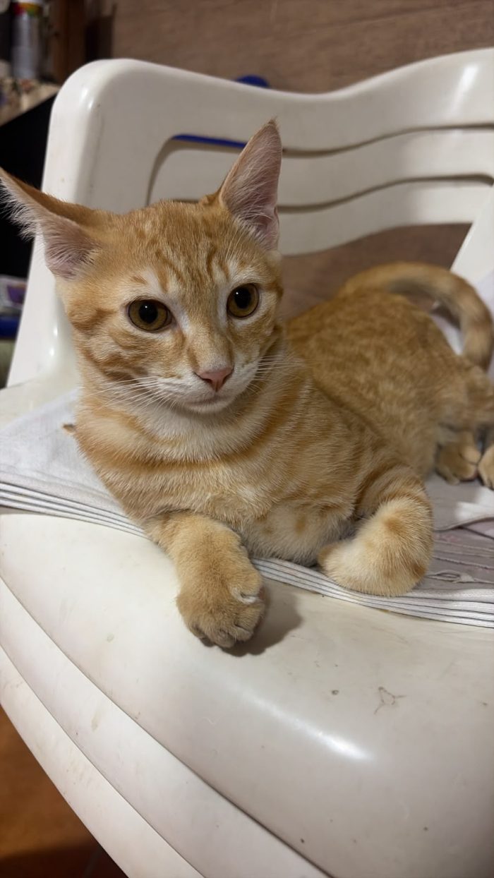 KIMBA, leoncino spettacolare