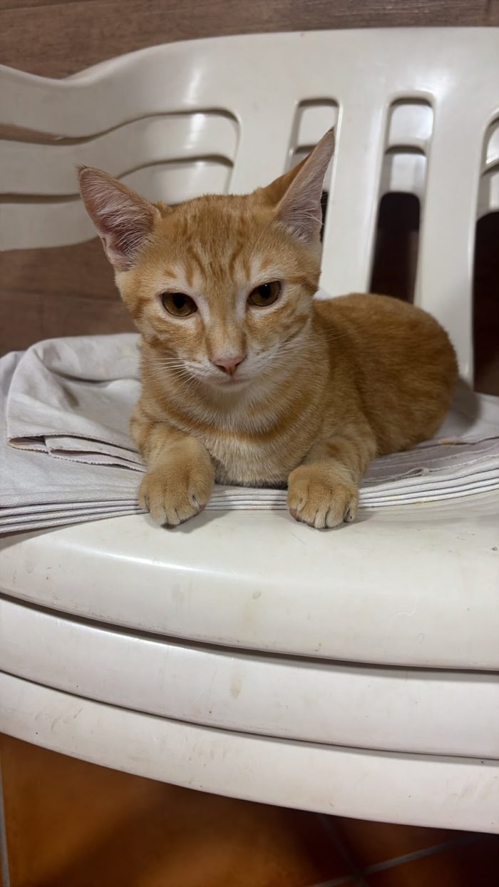 KIMBA, leoncino spettacolare