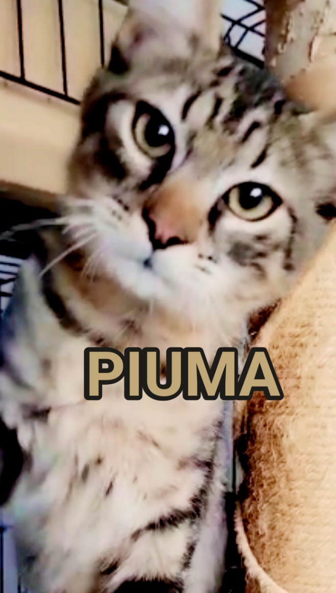 PIUMA dolcissimo maschietto di 3 mesi e mezzo cerca famiglia amorevole