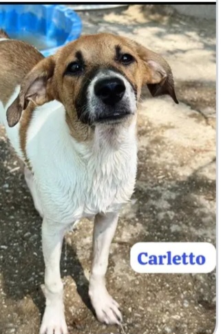 Carletto 6mesi dalla casa al box CALABRIA