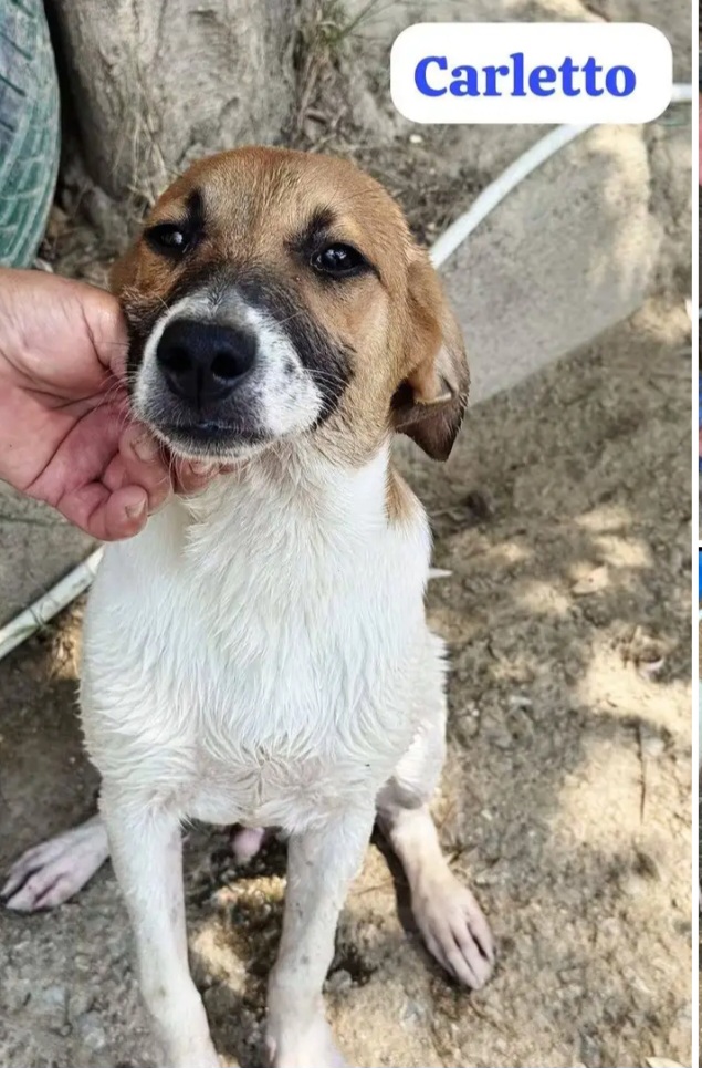 Carletto 6mesi dalla casa al box CALABRIA