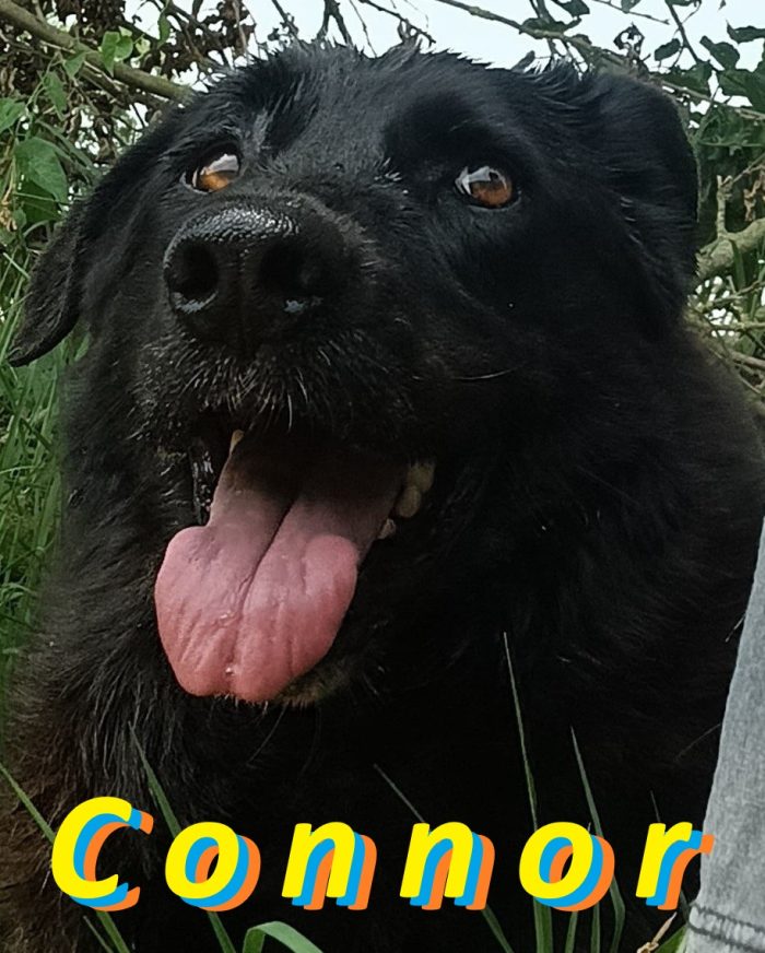 Connor, cerca casa (adozione del cuore)